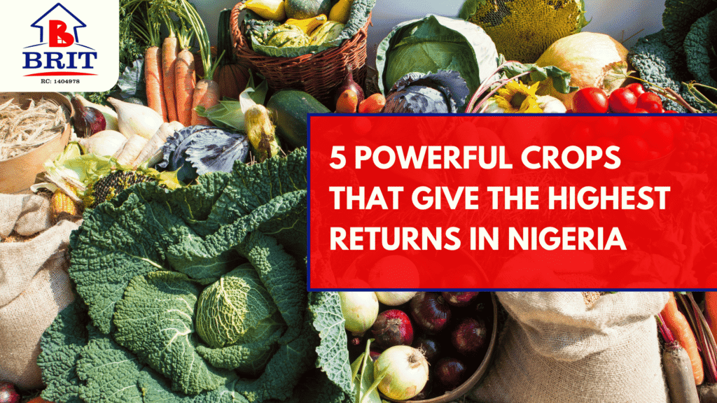 5 Powerful Crops That Give the Highest Returns in Nigeria