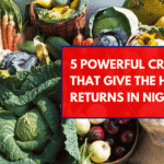 5 Powerful Crops That Give the Highest Returns in Nigeria